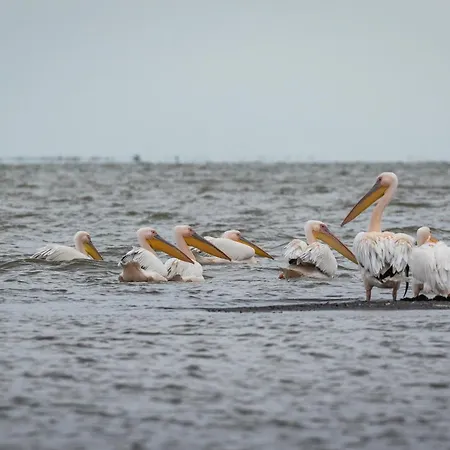 Dolphin Camping